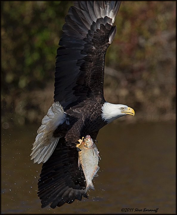 _1SB8724 bald eagle catching fish.jpg